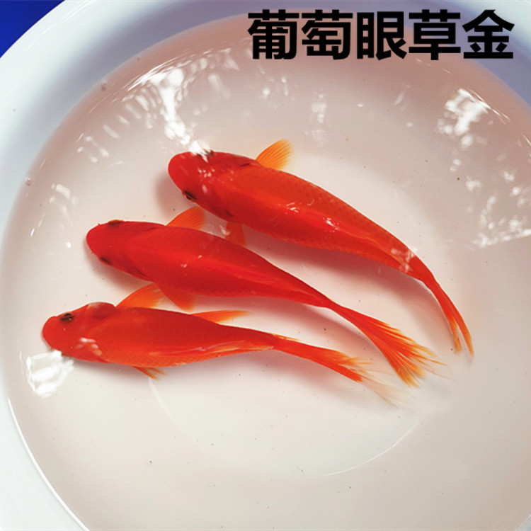 草金鱼观赏鱼活体葡萄眼草金冷水鹦鹉鱼冷水红鲫鱼红色观赏鱼