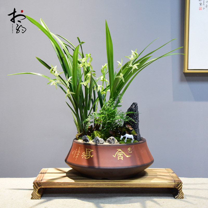 兰花盆栽植物建兰素心兰室内花卉盆景室内客厅办公室桌面好养绿植