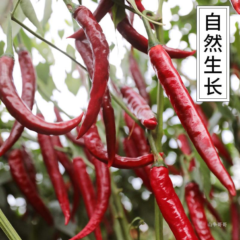 四川牧马山二荆条干辣椒微辣特香500g油泼辣子川菜调料可剪段磨粉