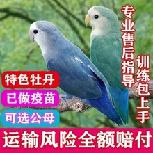 鸟活体桃面牡丹鹦鹉紫罗兰幼鸟蓝银可训手养亲人雏鸟绿金顶宠物鸟