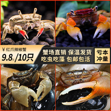 迷你樱桃蟹小型观赏蟹深水蟹辣椒蟹温顺长不大小淡水