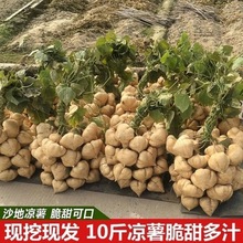 地瓜新鲜凉薯时令土瓜整箱批发孕妇蔬菜豆薯农家红土白沙葛根小番