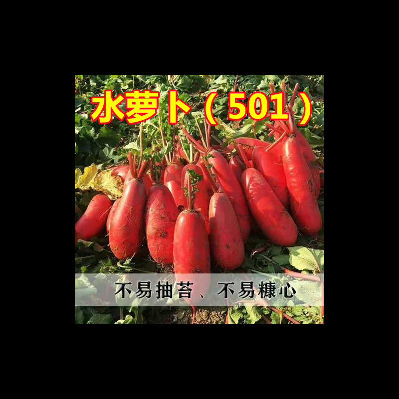 蔬菜水萝卜种子农田菜地庭院种植红皮白肉抗寒耐糠萝卜籽阳台盆栽