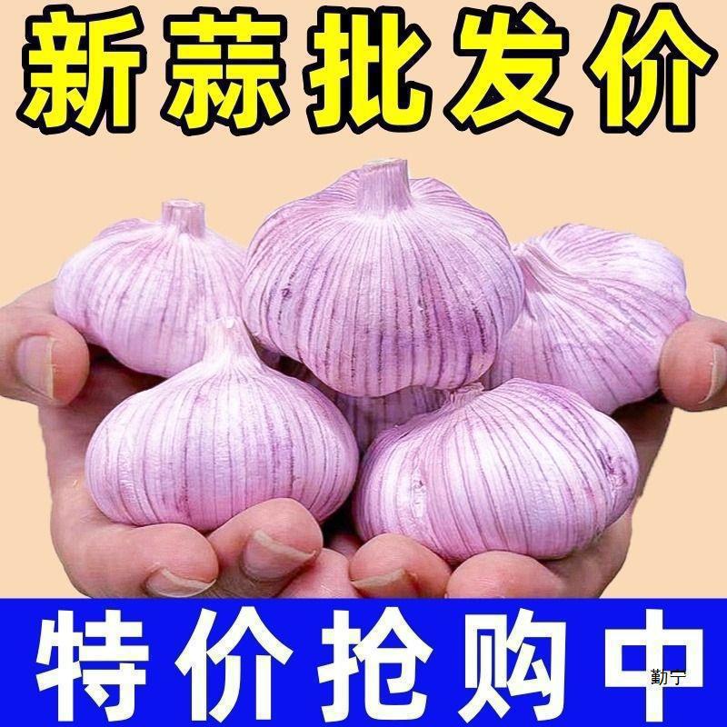 红皮新鲜大蒜紫皮山东大干蒜子批发带头金乡大蒜头降价