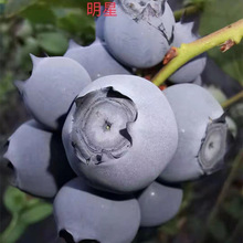 出售地栽蓝莓苗 三年营养钵蓝莓苗 蓝莓苔藓苗 明星蓝莓兔眼蓝莓