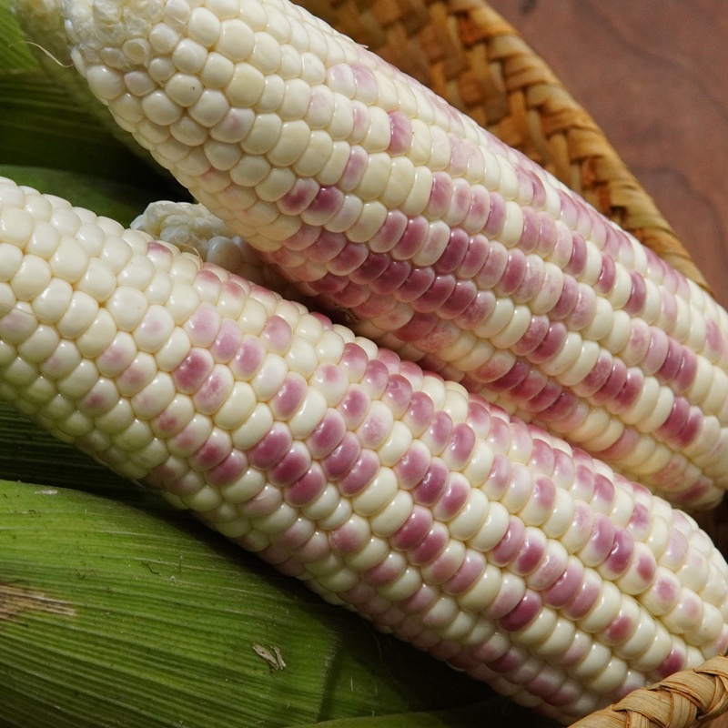 5斤 云南西双版纳香糯小玉米新鲜现摘水果甜黏粘带皮花糯生玉米棒