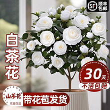 白山茶花盆栽带花苞东方亮鲜花树苗花期带花室内花卉阳台绿植物