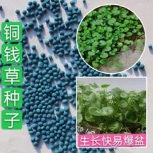 批发铜钱草种子四季长绿金钱草籽可水培土培盆栽庭院康乃馨波斯菊
