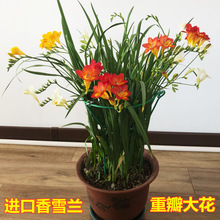 重瓣香雪兰种球小苍兰种子花卉盆栽植物庭院四季易活浓香型室内花