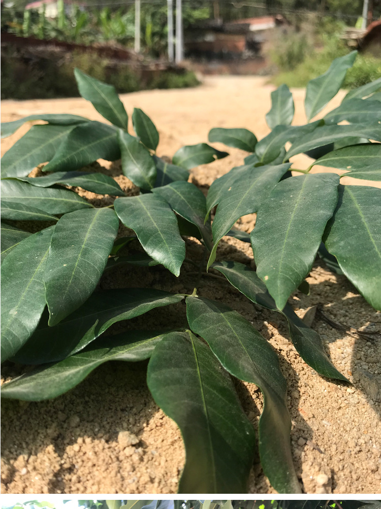 新鲜龙眼叶 龟缸养龟泡水调节酸碱 仿生态养龟环境装饰造景龙眼叶