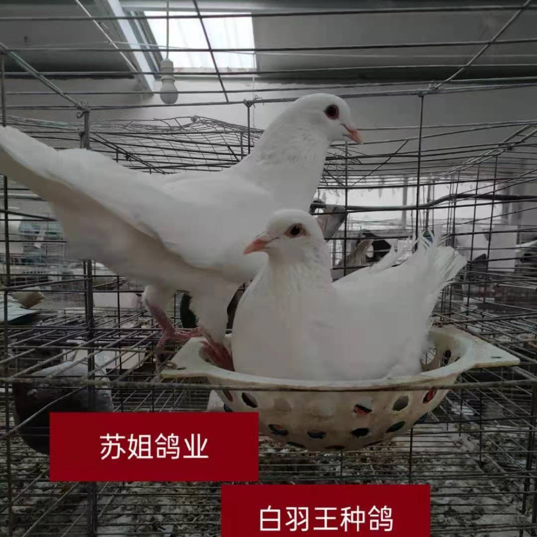 落地王鸽广场鸽安徽肉鸽(种鸽)养殖基地出售纯种白羽王种鸽-阿里巴巴