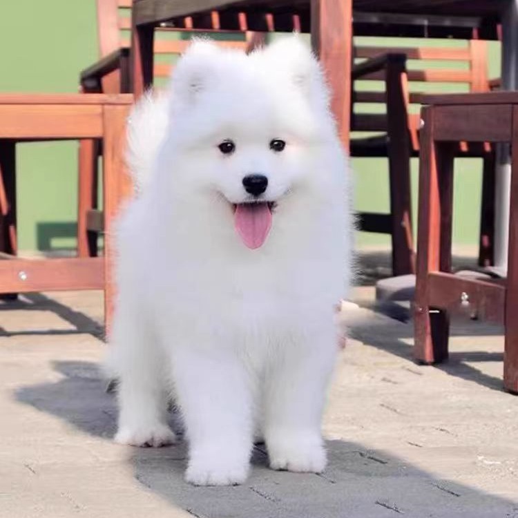 纯种萨摩耶犬幼犬活体雪橇犬微笑天使萨摩耶幼犬活物出售萨摩耶犬