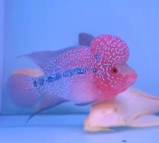 珍珠罗汉鱼 珍珠鱼 罗汉苗 观赏鱼 宠物鱼 热带鱼11-12厘米