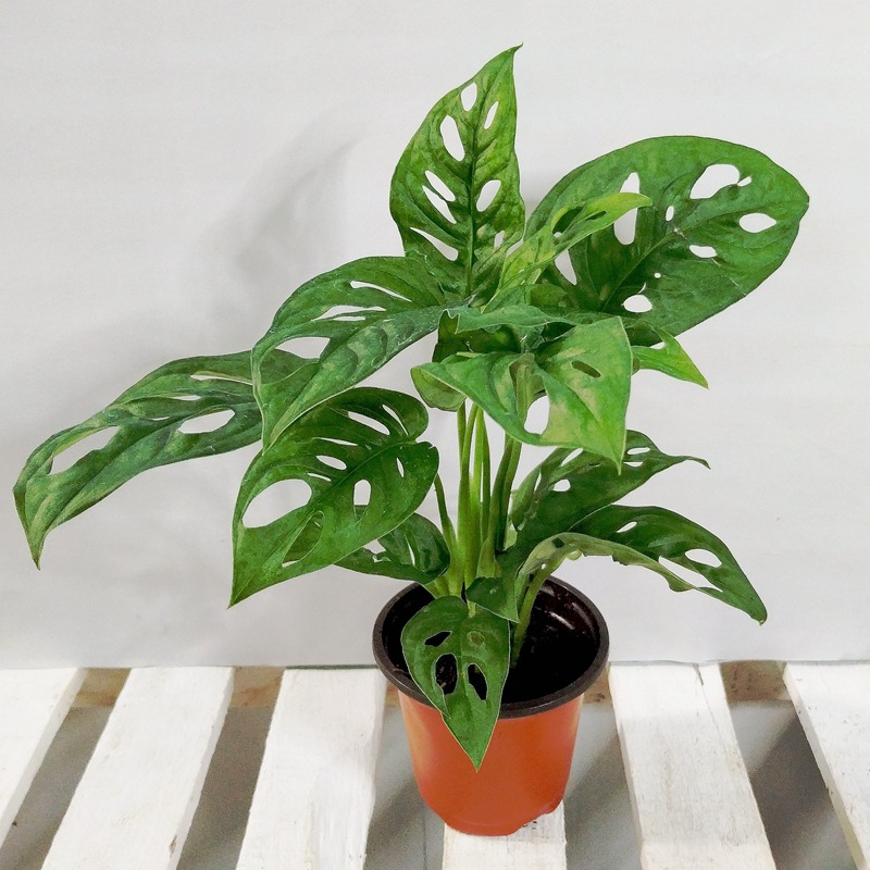 仙洞龟背竹盆栽室内喜阴植物水养水培花卉绿色吸甲醛绿植四季常青