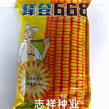 四川福糠峰登668玉米种子春夏玉米白轴硬籽粒苞谷大田种