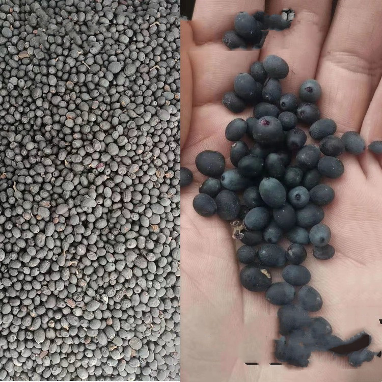 江苏绿化草籽公司批发苗木种子 金叶女贞 金叶女贞种子是木犀科