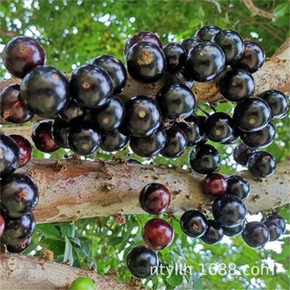 【木葡萄树】-木葡萄树厂家,品牌,图片,热帖-阿里巴巴