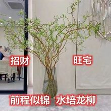 龙柳鲜枝水养懒人水培植物水里养的花落地易成活高端客摆四季绿植