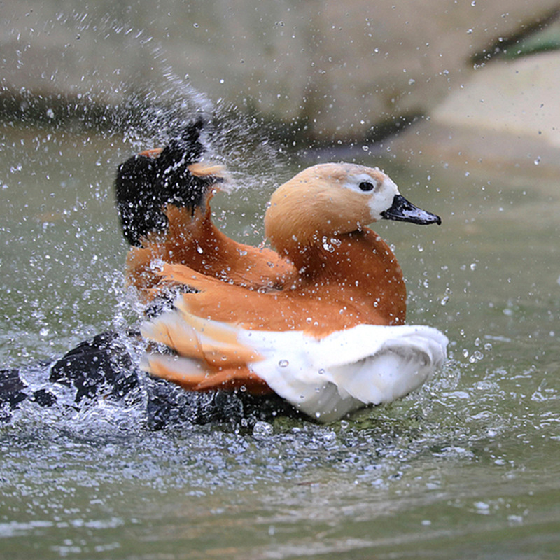 活体观赏类水禽赤麻鸭现货出售赤麻鸭市场价格山东养殖场出售活体