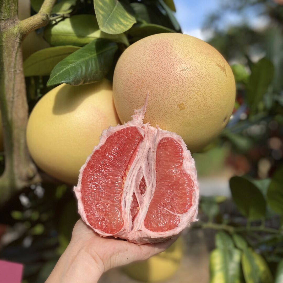 【红心蜜柚】 海南红心蜜柚应季新鲜水果 新鲜采摘甜多汁一件代发
