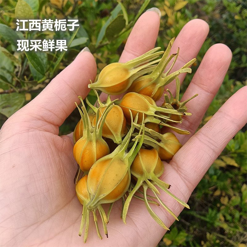 江西黄栀子新鲜现摘现发山栀子野生栀子果栀子泡茶上色栀子中药材