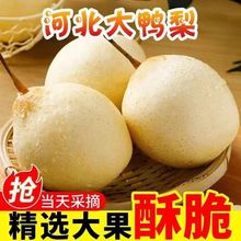 正宗河北鸭梨水晶梨新鲜梨子大鸭梨当季整箱脆甜多汁厂家批发