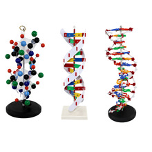 青华DNA双螺旋模型生物基因60cm大号蛋白质模型学校老师教学演示