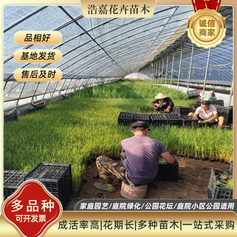 香蒲小苗盆栽 水生植物租摆用苗常绿花卉绿化工程苗 工程苗香蒲苗