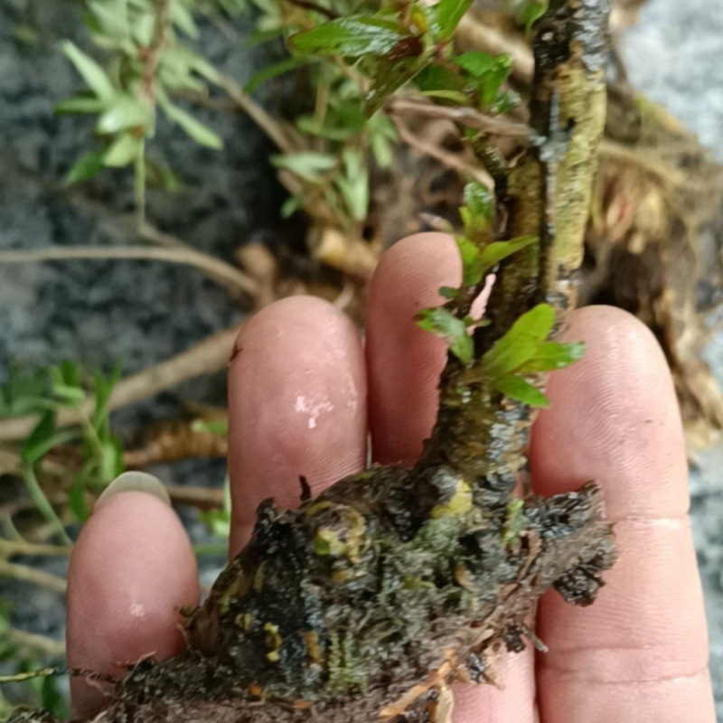 水杨梅鱼缸造景秋夏季天然细叶水团花卉盆景桌摆办公茶几摆放绿植