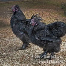 高产麻羽绿壳蛋鸡活体活苗绿壳蛋鸡苗脱温苗五黑鸡下蛋鸡包活到家