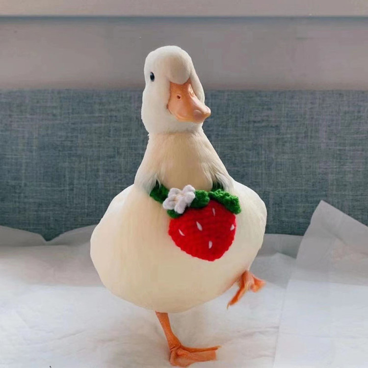 观赏萌宠柯尔鸭活体短嘴小鸭子柯尔鸭出租景区观赏