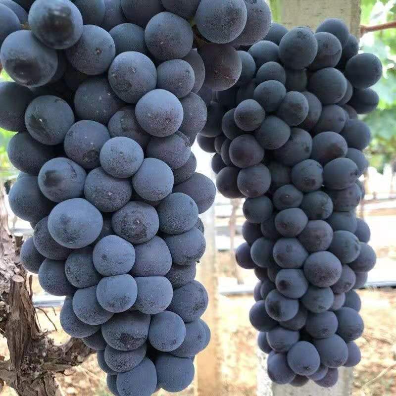 整5斤箱包邮夏黑葡萄无籽葡萄提子新鲜水果新鲜应季水果-阿里巴巴
