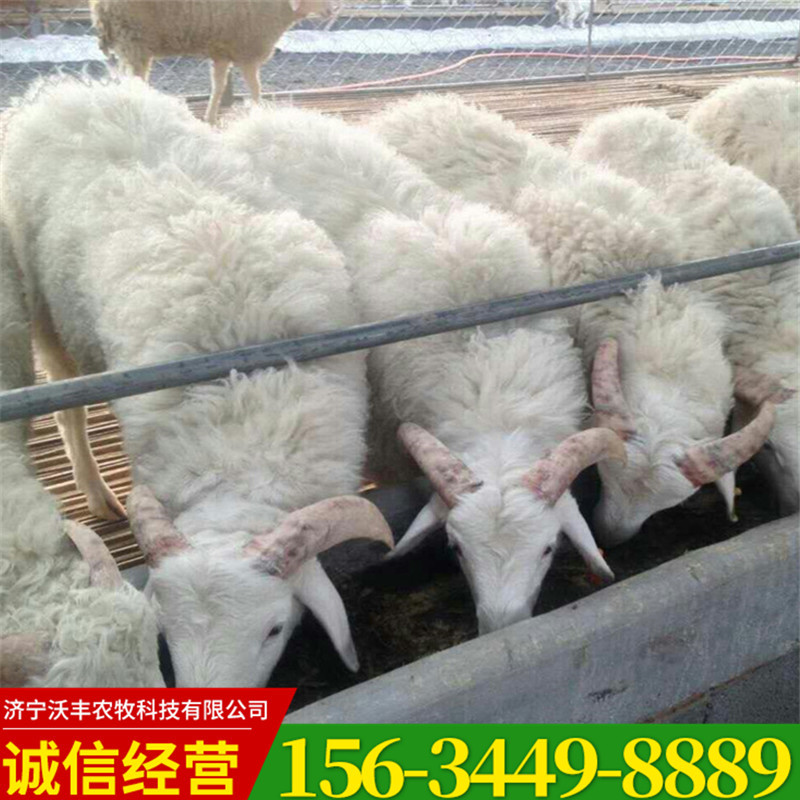 小尾寒羊 波尔山羊母羊小羊种公羊 小尾寒羊肉羊-阿里巴巴