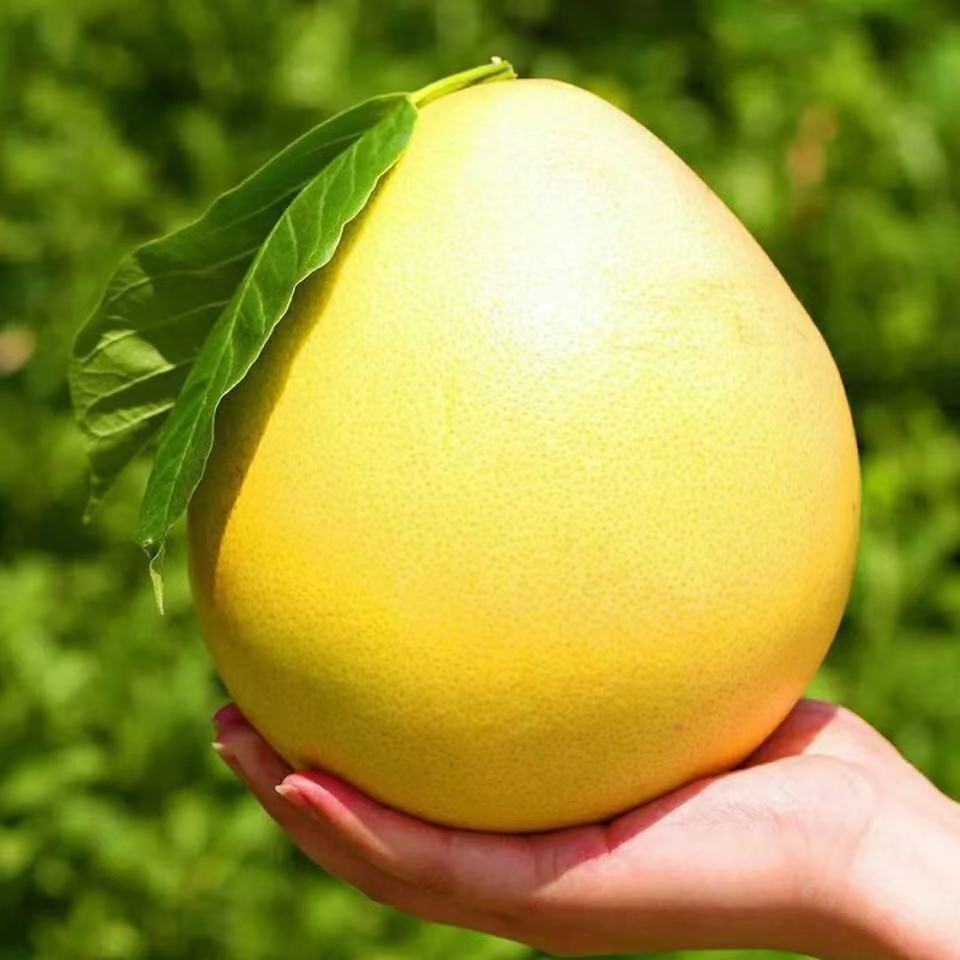 【酸甜可口】新鲜水果柚子 单果900克 多仓发货