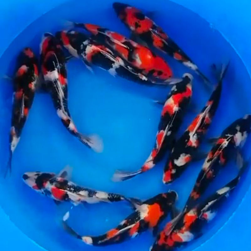 场直销精品锦鲤放漏红白大正昭和活鱼活体宠物鱼苗淡水新品包邮鱼