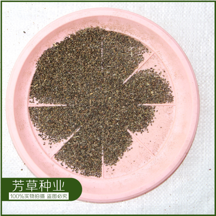 批发供应中药材种子 丹参种子药材种子当归 当年新采种子丹参种子