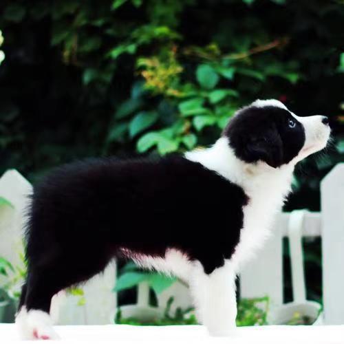 边境牧羊犬幼犬纯种活体双血统黑白金咖啡色陨石边境牧羊犬宠物狗