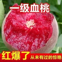 新品种嫁接贵妃血桃树苗甜度21当年结果南北方种植耐寒特大果树苗