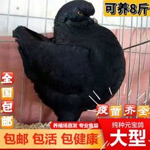纯种元宝鸽公母一对特大巨型种鸽肉鸽观赏鸽子活物包下蛋繁殖
