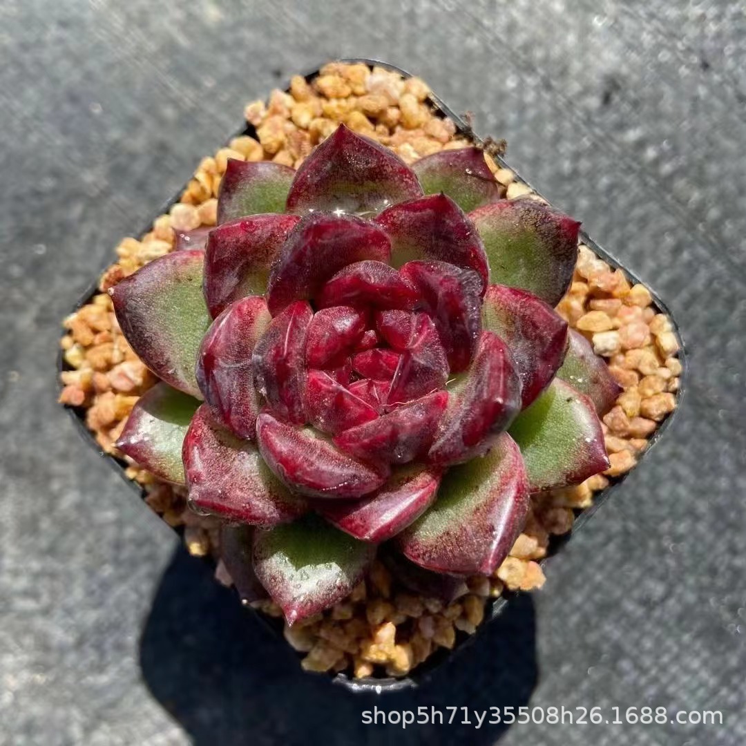 多肉植物基地批发紫水晶白凤老桩单头多肉品种裸根发状态实拍