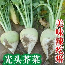 小樱芥菜菜籽 秋季光头疙瘩花叶大辣大全特大蔬菜种子樱花