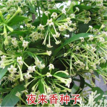 夜来香花种子盆栽阳台夜香花月见草种子花卉种子驱蚊效果好