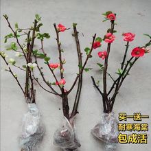 铁杆海棠苗盆栽花卉庭院植物日本海棠花苗大红花海棠贴梗海棠花苗