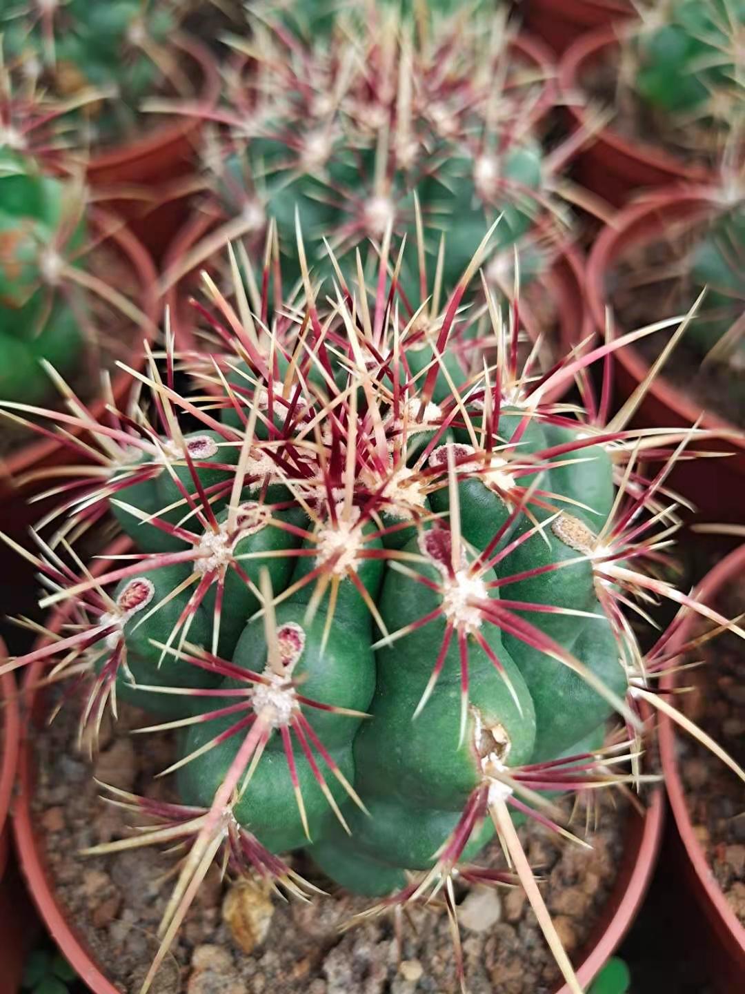 大统领仙人球开花瘤玉属仙人掌多肉植物办公室小盆栽