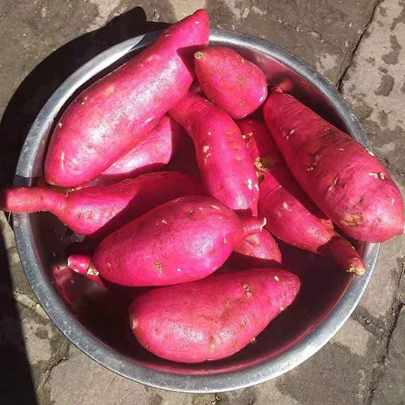 新鲜白心红薯当季板栗番薯河南当地地瓜粉糯小个红皮干面批发批发