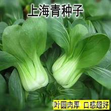 四季上海青种子白菜种籽蔬菜种子青菜小白菜四季易种盆栽蔬菜种子