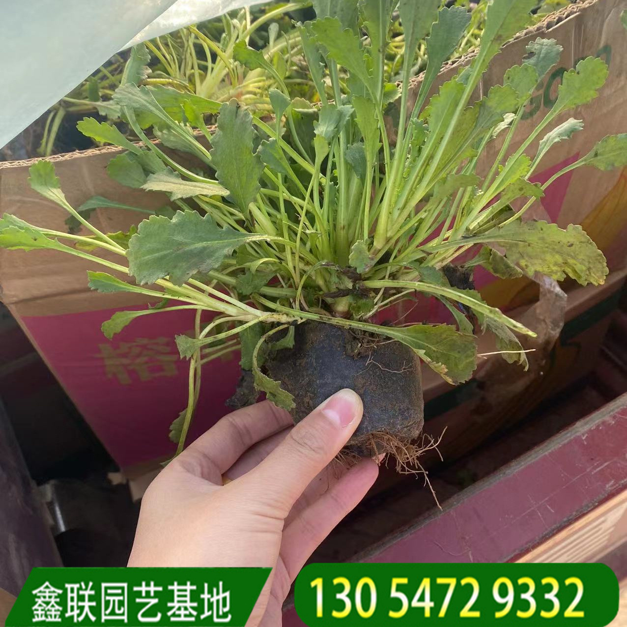 植物大滨菊