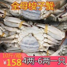 全母梭子蟹10斤/箱新鲜活冻速冻螃蟹特大梭子蟹4-6两/只