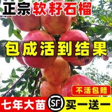 石榴树苗正宗突尼斯软籽大石榴老桩无籽水果树果苗盆栽庭院大树苗