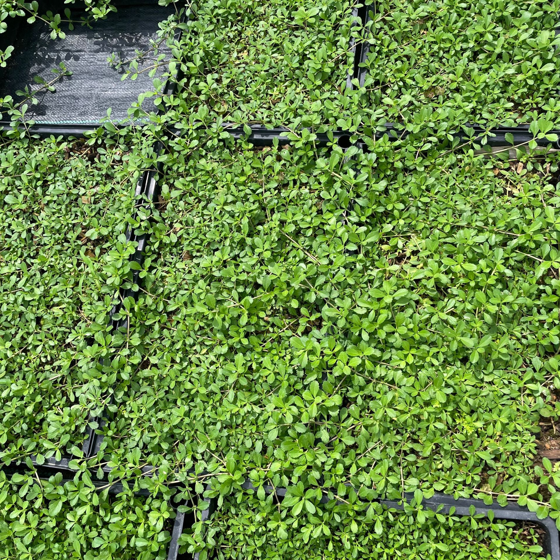 福建地被植物姬岩垂草小区庭院绿化草坪姬岩垂草基地种植好养护